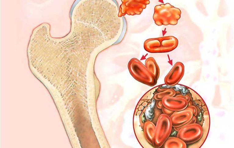 Grafico informativo sull'origine delle cellule staminali del sangue